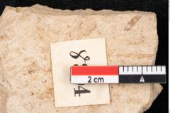 Foto (Detailansicht) von Araucaria sternbergii Goeppert (NHMW-GEO-2024-0188-8304)
